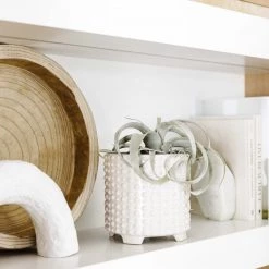 GOLD LEAF ART GROUP Best Sellers Air Plant