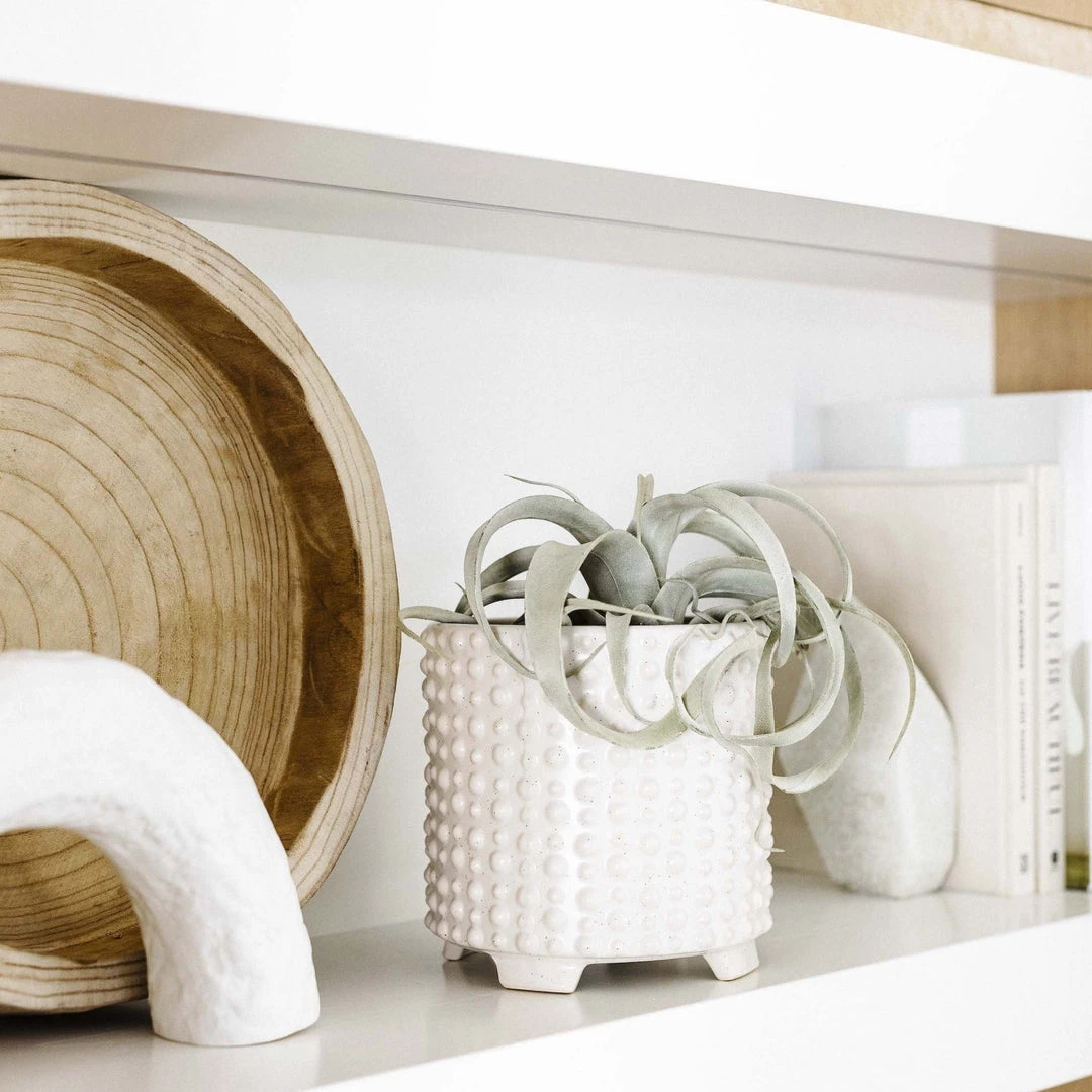 GOLD LEAF ART GROUP Best Sellers Air Plant