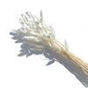Yunnan Dianfeng Flower Technology Co. Ltd Featured Collections Bleached Bunny Tail