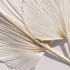 Yunnan Dianfeng Flower Technology Co. Ltd Featured Collections Bleached Palm Spears