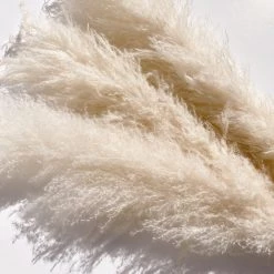 Yunnan Dianfeng Flower Technology Co. Ltd Bleached Pampas Grass, Set Of 3 HOME DECOR