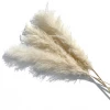 Yunnan Dianfeng Flower Technology Co. Ltd Bleached Pampas Grass, Set Of 3 HOME DECOR