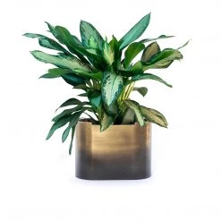 Fourhands HOME DECOR Cameron Ombre Planter