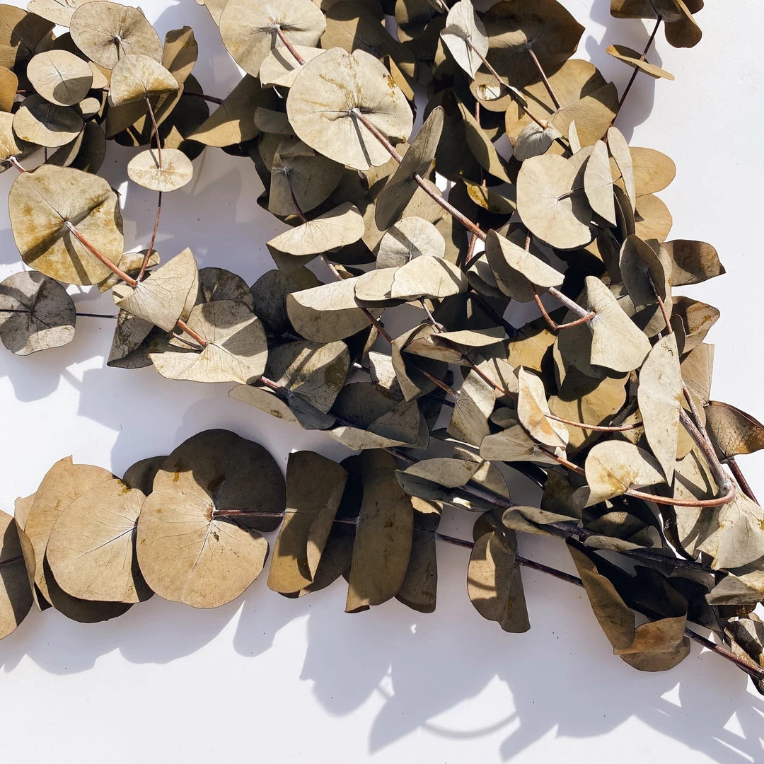 Yunnan Dianfeng Flower Technology Co. Ltd Eucalyptus Leaf Featured Collections