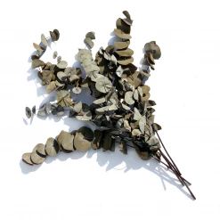 Yunnan Dianfeng Flower Technology Co. Ltd Eucalyptus Leaf Featured Collections