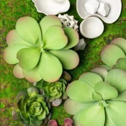 GOLD LEAF ART GROUP Faux Dusty Paddle Succulent