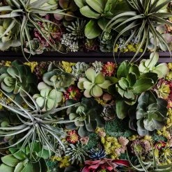 GOLD LEAF ART GROUP Faux Lily Succulent