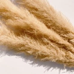 Yunnan Dianfeng Flower Technology Co. Ltd Golden Pampas Grass