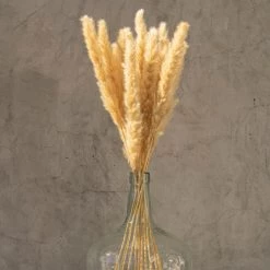 Yunnan Dianfeng Flower Technology Co. Ltd Golden Petite Pampas Best Sellers