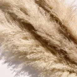 Yunnan Dianfeng Flower Technology Co. Ltd Greige Pampas Grass, Set Of 3 Best Sellers