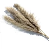 Yunnan Dianfeng Flower Technology Co. Ltd Light Gray Pampas Grass