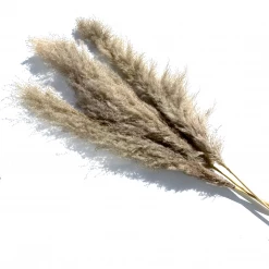 Yunnan Dianfeng Flower Technology Co. Ltd Light Gray Pampas Grass