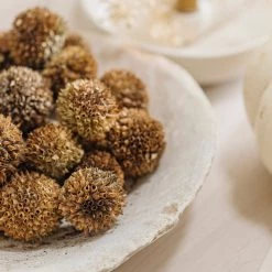 CREATIVE CO OP Best Sellers Lion's Ear