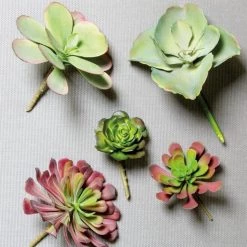GOLD LEAF ART GROUP Mini Echeveria Succulent