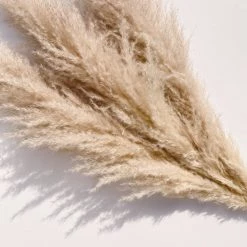 Yunnan Dianfeng Flower Technology Co. Ltd Natural Luxe Pampas Grass