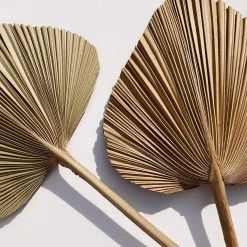 Yunnan Dianfeng Flower Technology Co. Ltd Natural Palm Spears Featured Collections