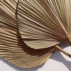 Yunnan Dianfeng Flower Technology Co. Ltd Olive Palm Spears Featured Collections