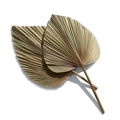 Yunnan Dianfeng Flower Technology Co. Ltd Olive Palm Spears Featured Collections