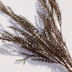 Yunnan Dianfeng Flower Technology Co. Ltd Olive Sword Leaf Fern