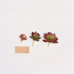 HomArt Paprika Faux Succulents