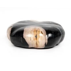 Fourhands Petrified Wood Organic Sculpture Best Sellers