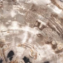 Fourhands Petrified Wood Organic Sculpture Best Sellers