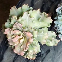 GOLD LEAF ART GROUP Queen Echeveria Succulent