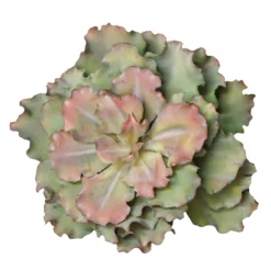GOLD LEAF ART GROUP Queen Echeveria Succulent