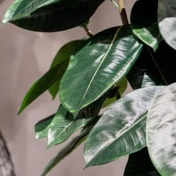 GOLD LEAF ART GROUP Rubber Ficus Tree Earthy Desert Dwellings