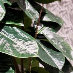 GOLD LEAF ART GROUP Rubber Ficus Tree Earthy Desert Dwellings