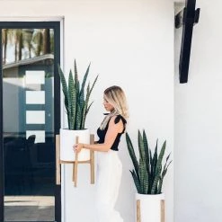 GOLD LEAF ART GROUP Best Sellers Snake Plant Bundle