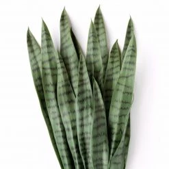 GOLD LEAF ART GROUP Best Sellers Snake Plant Bundle