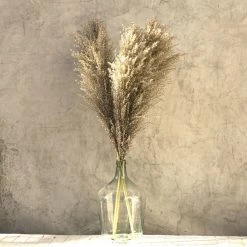 Yunnan Dianfeng Flower Technology Co. Ltd Wild Pampas Grass