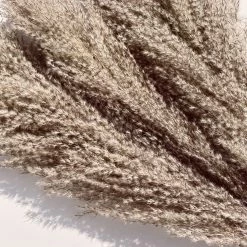 Yunnan Dianfeng Flower Technology Co. Ltd Wild Pampas Grass