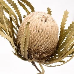 Yunnan Dianfeng Flower Technology Co. Ltd New Home Decor Natural Dried Banksia