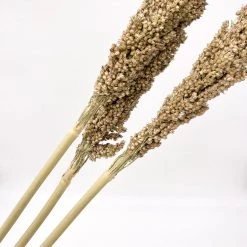 Yunnan Dianfeng Flower Technology Co. Ltd New Home Decor Dried Sorghum Flower, Bundle Of 3
