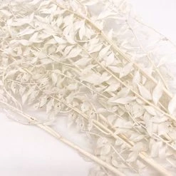 Yunnan Dianfeng Flower Technology Co. Ltd Dried White Ruscus Bundle