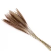 Yunnan Dianfeng Flower Technology Co. Ltd Natural Horsetail Grass Best Of Home Decor