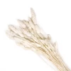 Yunnan Dianfeng Flower Technology Co. Ltd White Gem Grass Best Of Home Decor