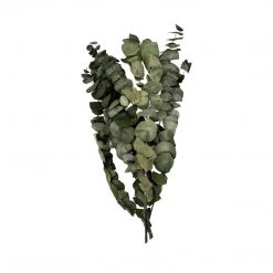 Yunnan Dianfeng Flower Technology Co. Ltd Natural Eucalyptus Leaf