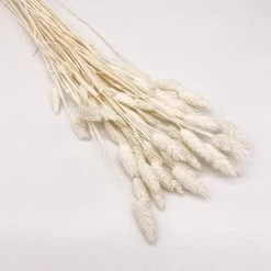 Yunnan Dianfeng Flower Technology Co. Ltd White Gem Grass Best Of Home Decor