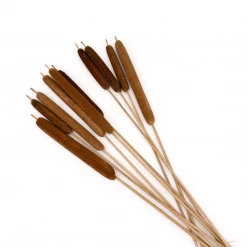 Yunnan Dianfeng Flower Technology Co. Ltd Natural Spike Of Cattail, Bundle Of 10 New Home Decor