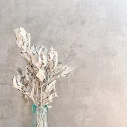 Yunnan Dianfeng Flower Technology Co. Ltd New Home Decor Fried Jacobaea Maritima