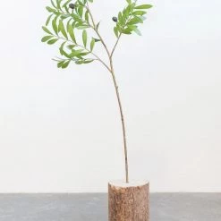 Creative Co Op Faux Olive Branch