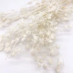 Yunnan Dianfeng Flower Technology Co. Ltd Natural Thistle Teasel Flower New Home Decor