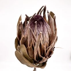 Yunnan Dianfeng Flower Technology Co. Ltd New Home Decor Dried King Protea