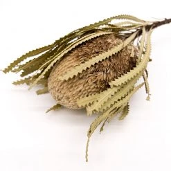 Yunnan Dianfeng Flower Technology Co. Ltd New Home Decor Natural Dried Banksia