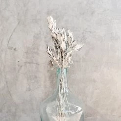 Yunnan Dianfeng Flower Technology Co. Ltd New Home Decor Fried Jacobaea Maritima