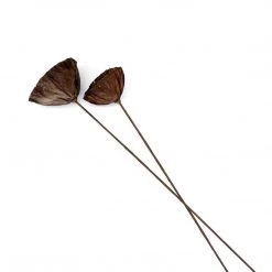 Yunnan Dianfeng Flower Technology Co. Ltd Dried Natural Seed Pod, Set Of 2