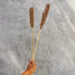 Yunnan Dianfeng Flower Technology Co. Ltd New Home Decor Dried Sorghum Flower, Bundle Of 3